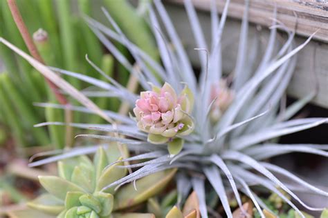 空氣草風水|空氣鳳梨照顧重點：8種大熱品種介紹，新手入門養護。